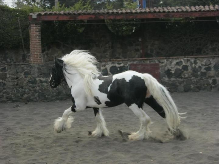 pancho